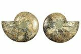 Cut & Polished, Agatized Ammonite Fossil - Crystal Pockets #266536-1